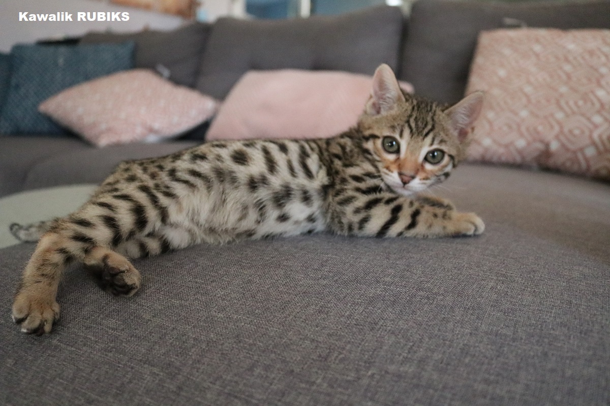chaton bengal brown spotted